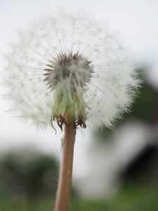 春の花