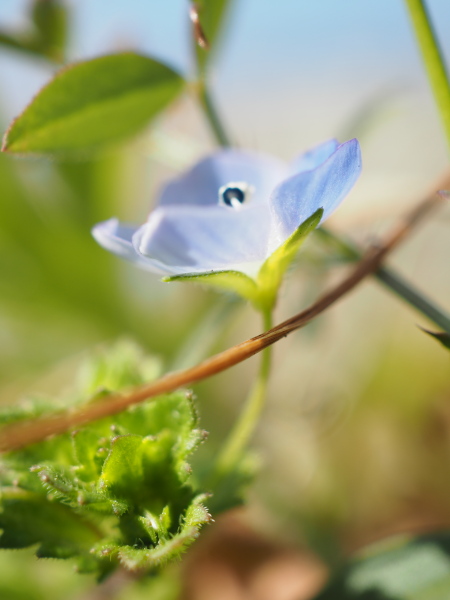 早春の花